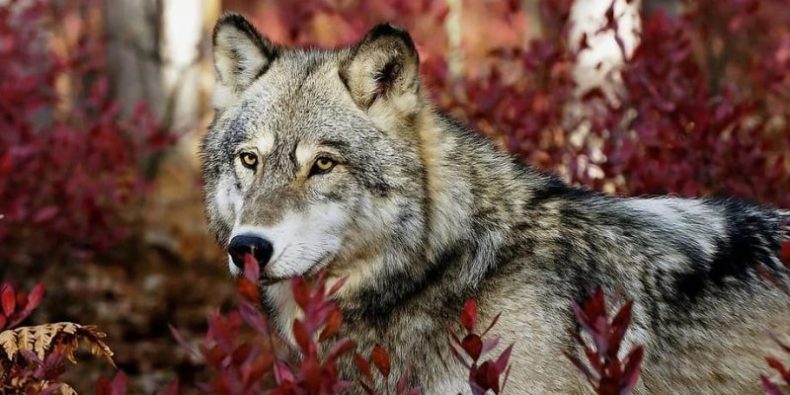 niño lobo disforia género escocia escuela